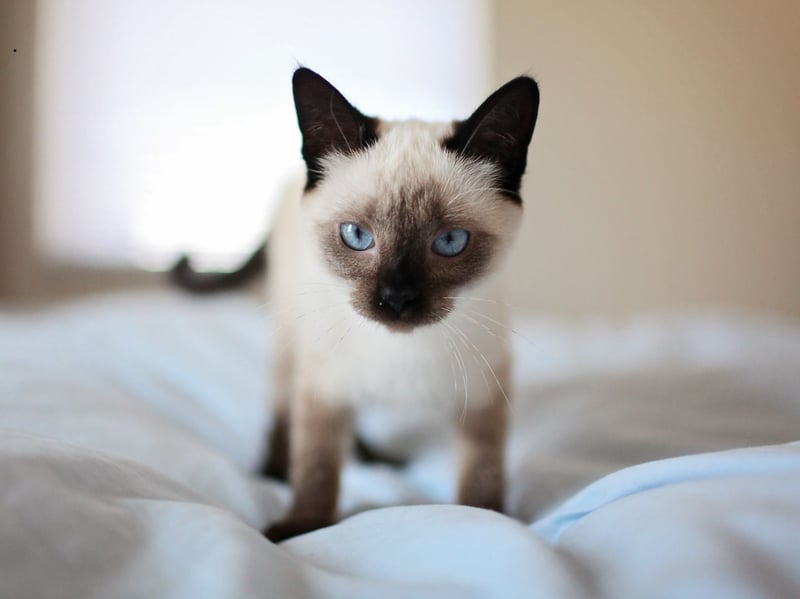 The sleek and slender Siamese tends to grow to around 6-10 pounds. Well known for their remarkable blue eyes and fine colouration, they crave company and are often inseparable from their favourite human.