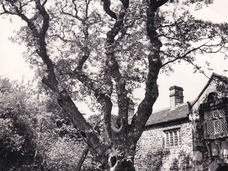 June 1972 and this walnut tree, perhaps one of the first to be brought to England, was undergoing tree surgery to make sure that it lasted for many years to come. The specialist carrying out the work at the 16th century Low Hall estimated it was 600-years-old.