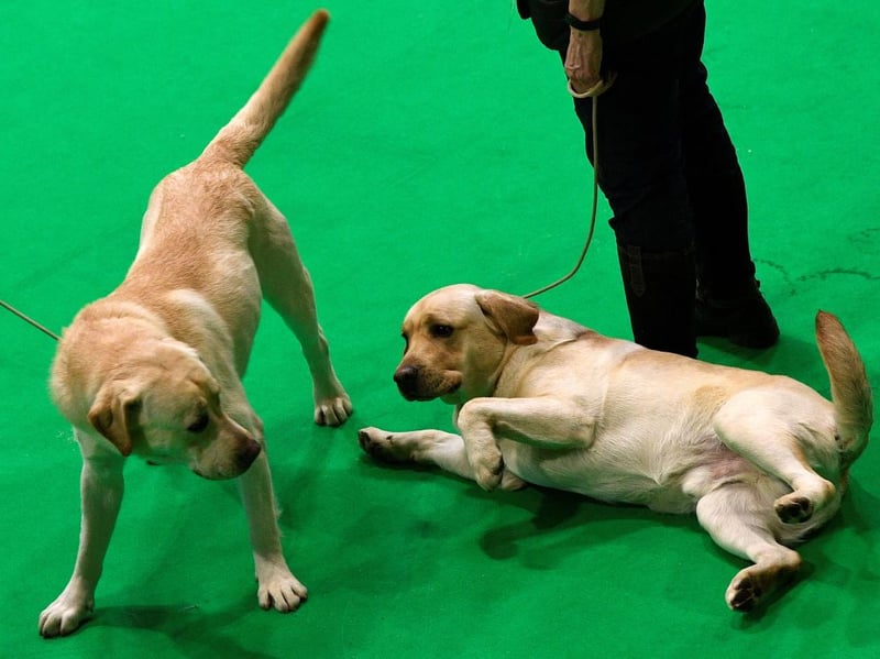 Dogs don't come much more empathic than the Labrador Retriever - both the UK's and the world's most popular dog. These amazing animals have an innate skill of knowing how you are feeling - if you're upset or stressed they'll more often than not come and give you a cuddle. And Labrador owners know how a cuddle with their pet makes everything feel that little bit better.