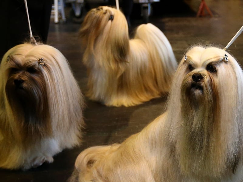 Running your hands through the silky coat of a Lhasa Apso is better than any stress ball. They'll enjoy it as much and you do and will form an unbreakable bond with their human. 