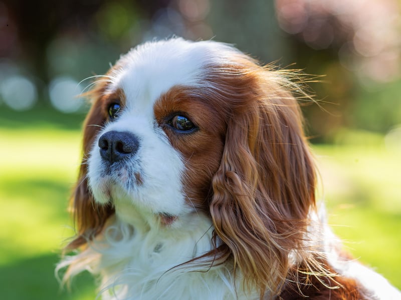 The Cavalier King Charles Spaniel is nicknamed 'the comforter spaniel' due to the breed's habit of curling up on their owner's lap for hours. The very definition of 'relaxing' is being in the company of one of these dogs.