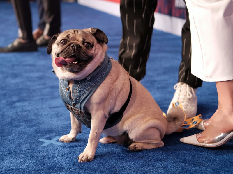 Another small breed that can be your constant and calming companion is the squishy-faced Pug. These dogs are known for their even-tempers so help put things into perspective. They'll always have your back. 