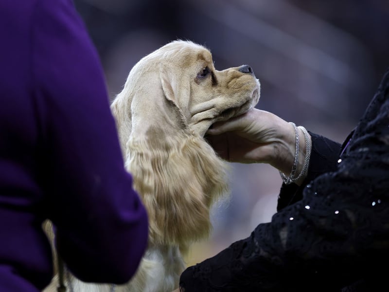 Particularly suitable to help youngsters suffering from anxiety, the Cocker Spaniel is a sweet and consistant companion whose confidence is infectious. 