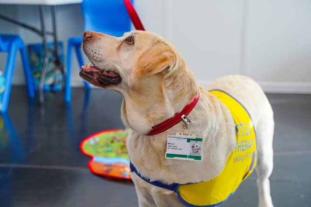 Some breed of dog have everything it takes to offer their owners' emotional support.