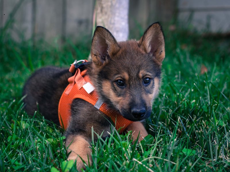 German Shepherds may be used for everything from army dogs to finding drugs in airport baggage, but their amazing emotional intelligence and eagerness to please is guaranteed to make their owner feel more confidence - particularly when out-and-about in public spaces.