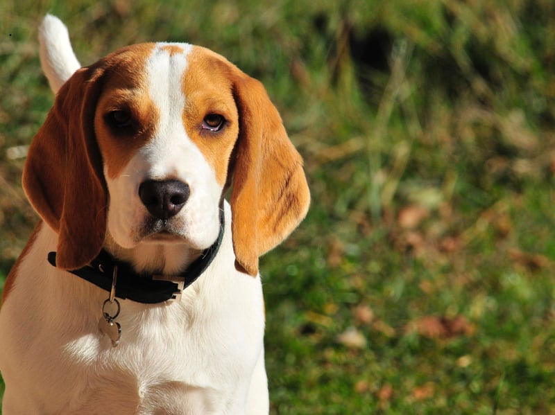 The Beagle's unquestioning affectionate nature makes the breed one of the most versatile emotional support animals. Equally happy running around outside with their owners or snuggling up inside, they are loyal, affectionate and always there for you.