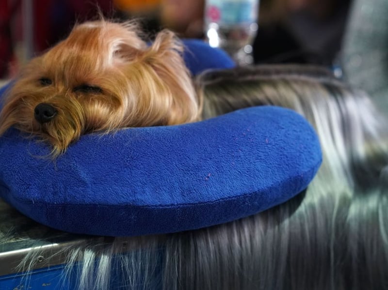 Smaller dogs have the advantage of being capable of being carried around, so you can take them more places with you. The Yorkshire Terrier loves being with you at all times and is a great calming influence when things get stressful.