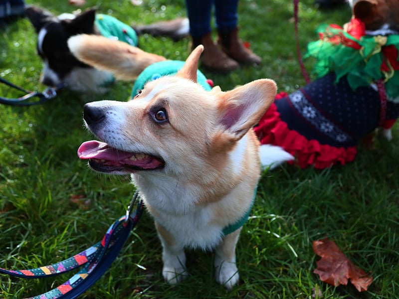 The Pembroke Welsh Corgi is a wonderful dog for those with smaller homes but they will eat anything and everything they find. Due to their small stature and body shape, just a few extra pounds can cause them problems, so best not to overdo the treats.