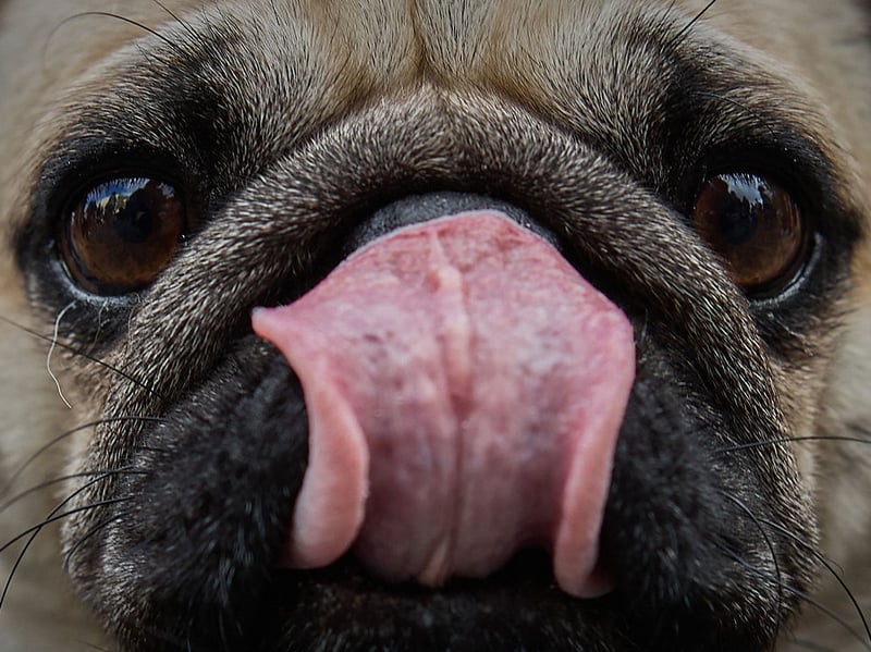 The Pug is another small dog that can pile on the pounds at an alarming rate. Making sure they get plenty of exercise is the key way to prevent them from becoming overweight. 