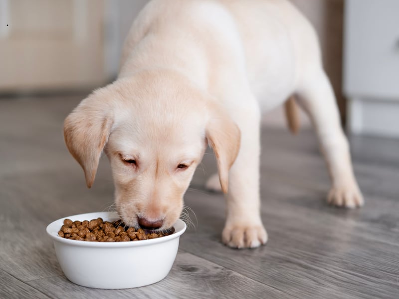 Shameless food thieves, Lanrador Retrievers will literally eat until they are ill. They actually have a gene that prevents their brain from registering they are full - so it's not their fault they are hungry again 30 seconds after their dinner. It means that Lab owners need to constantly monitor their food intake to avoid health problems. 
