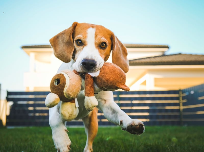 The Beagle has been bred to have a great sense of smell in order to track animals for hunters. Today, this olfactory talent is mainly used to track down any scrap of food it can gobble up. Best make sure your bins are well-secured if you have a Beagle. 