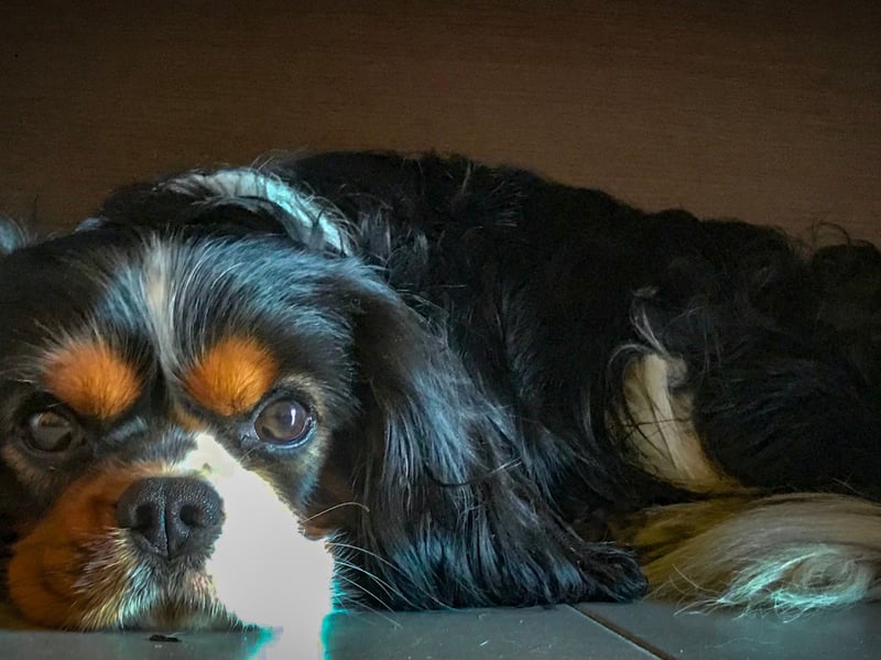 Small dogs don't burn off calories as quickly as large dogs, so a breed like the Cavalier KIng Charles Spaniel need a substantial amount to exercise to burn off a big meal. They tend to eat their meals very quickly, so it's a good idea to invest in a puzzle bowl to force them to take their time over supper and keep them in tip-top shape.