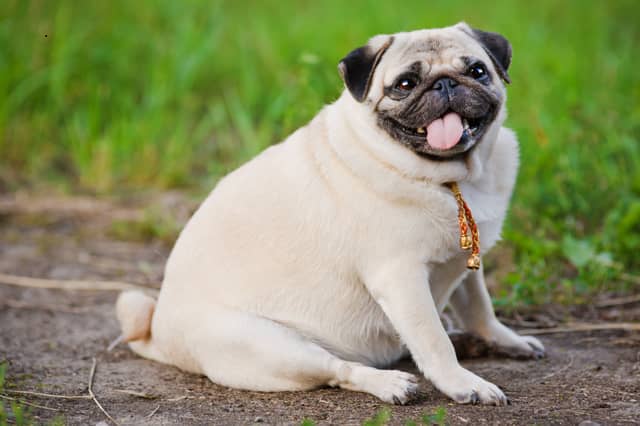 Some dog breeds are genetically predisposed to piling on the pounds.
