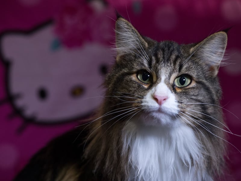The Norwegian Forest Cat, as the name would suggest, are adapted to wander in Scandinavian forests, so are athletic, sure-footed, and equipped with a dense double coat. It enjoys climbing, exploring, and spending time outside, especially in cooler climates with plenty of natural surroundings.
