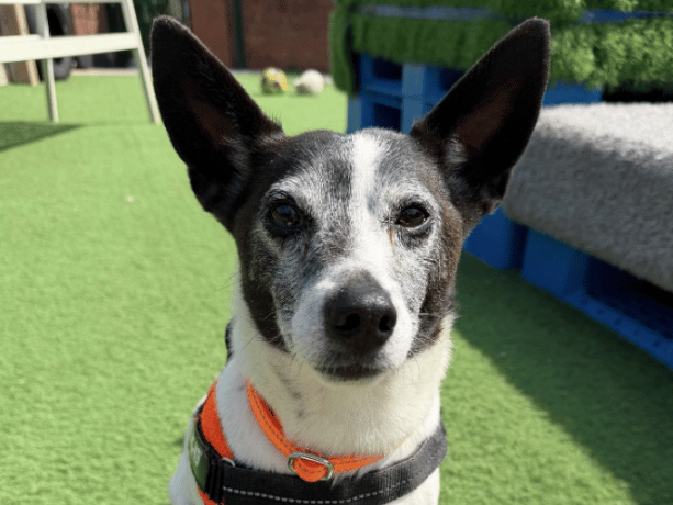 "Toby is a terrific little terrier – he is an happy little chap who enjoys long walks. He would suit an active home, who know the breed and their quirks. He has been good with other dogs here but was not compatible to live with a male in his last home, so would prefer to be the only dog but with plenty of friends. Toby could live with teens+ (will accept younger visitors once settled) He really enjoys his food! especially chicken."
- https://www.thornberryanimalsanctuary.org/animals/toby/