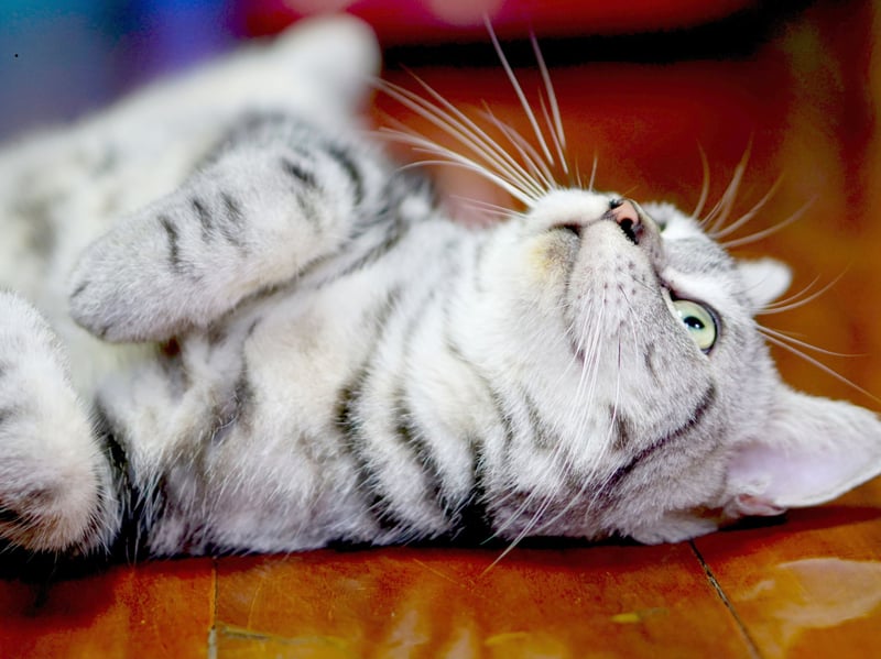 Originally valued as a working cat, the American Shorthair is hardy, adaptable, and an excellent hunter. Its balanced temperament allows it to enjoy outdoor exploration while remaining calm, resilient, and generally easy to manage in changing environments.