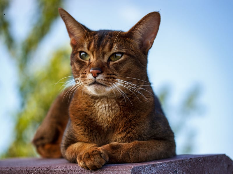 The Abyssinian is one of the most active and inquisitive cat breeds and is never happier than when exploring, climbing trees, and investigating every corner of its environment. Regular outdoor adventures are a must to keep this breed happy and healthy.