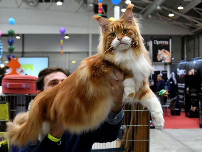 The luxurious Maine Coon is a large, intelligent, and eminently adaptable, making it well suited to exploring gardens and rural environments. Its thick, water-resistant coat handles cooler weather well, and its calm, confident temperament helps it navigate outdoor settings.