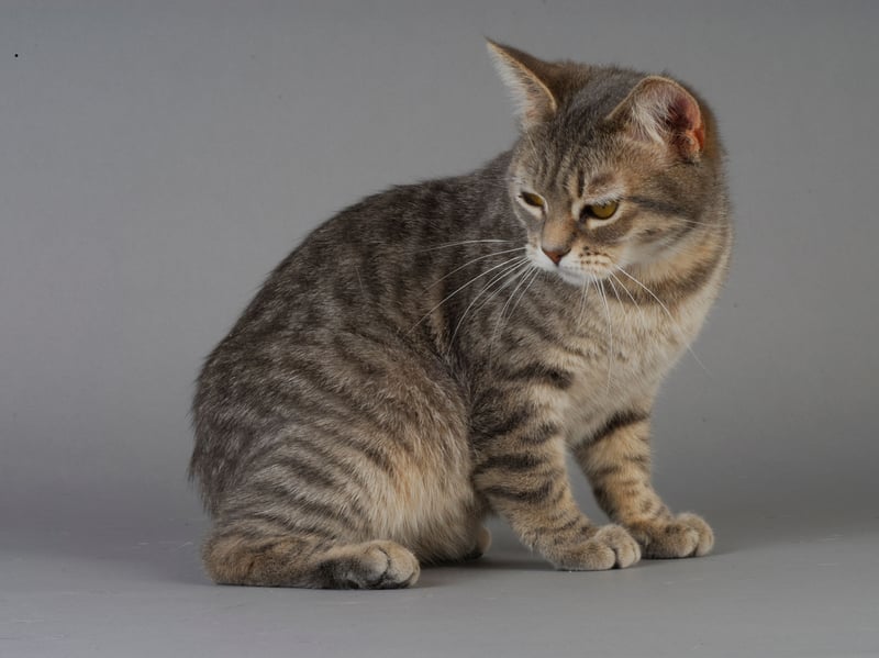 The Manx is muscular, agile, and surprisingly fast despite its short or absent tail. It enjoys patrolling gardens and open spaces, while its loyal nature means it often stays relatively close to home when outdoors.