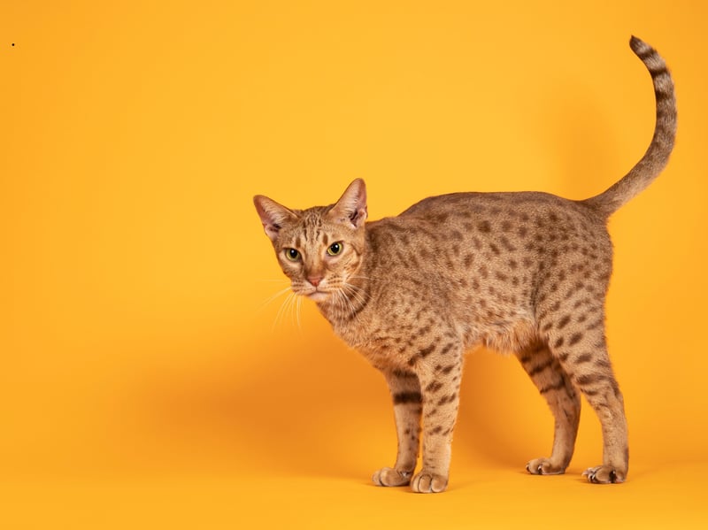 Despite its wild appearance, the Ocicat is entirely domestic and highly social. It enjoys interactive play, learning new activities, and outdoor exploration with supervision. Its confidence and intelligence make it adaptable to safe outdoor adventures.