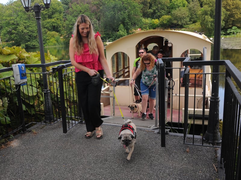 Pugs get off the ferry at Harewood Lake.