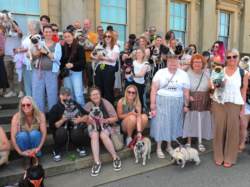 Pugs on the steps of Harewood House.