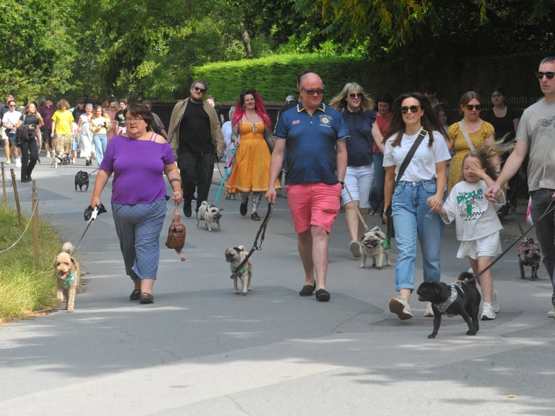 Pugs on the march.