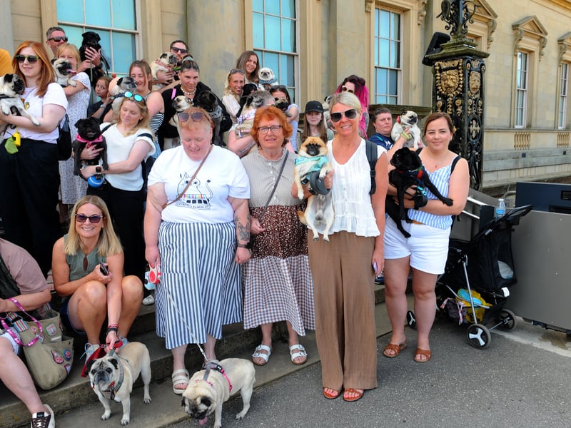 Pugs on the steps of Harewood House.