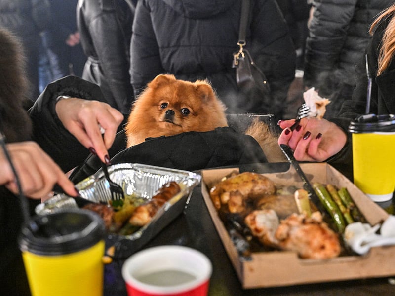 Talking about lap dogs, the Pomeranian is probably the ultimate example. They're pretty much been bred to curl up on humans, a trait that made them much beloved of Queen Victoria.