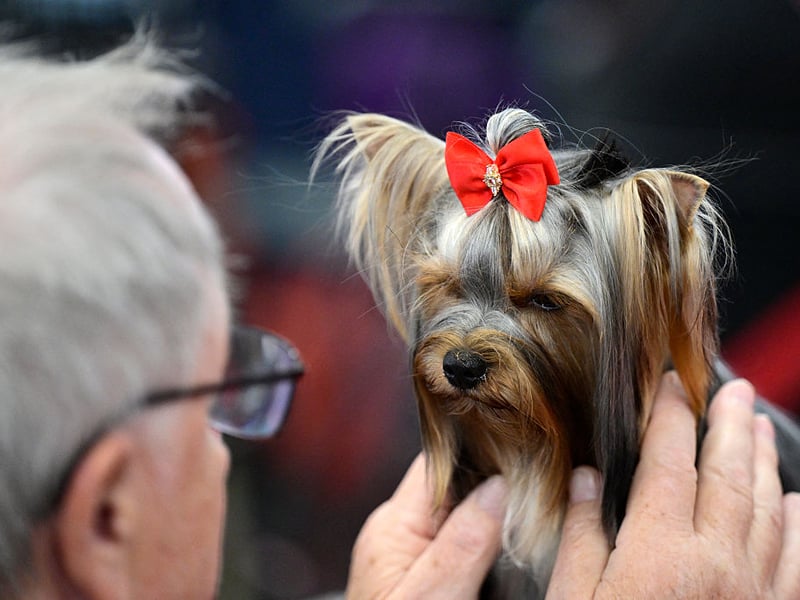 If you are getting a Yorkshire Terrier prepare to never go to the toilet alone ever again - they simply won't let you do anything by yourself. After all, if they did, something bad might happen. These dogs used to be used to catch rats, but now the only thing most of them hunt are cuddles and affection. 