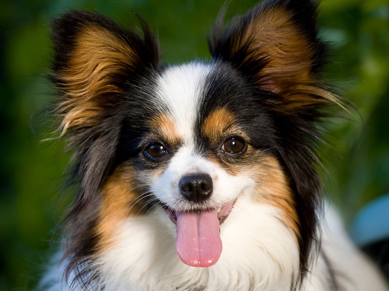 Bred to be glorified lap warmers for French royalty, Papillons are born to stick like velcro. 