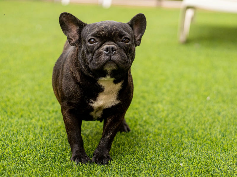 Every step you take, every move you make, your Frenchie will be watching you. The UK's fifth most popular pet is unlikely to leave you alone for a second.