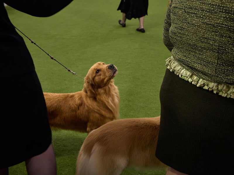 Golden Retriever What is true of the Labrador Retriever also tends to be true of close cousins the Golden Retriever - and that's the case with their general stickiness. They will tend to be very interested in everything you are doing, and keep a close eye on how you are doing it. 