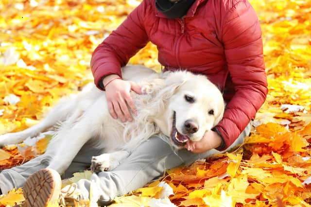 Velcro dogs are never happier than when they are by their owner's side.