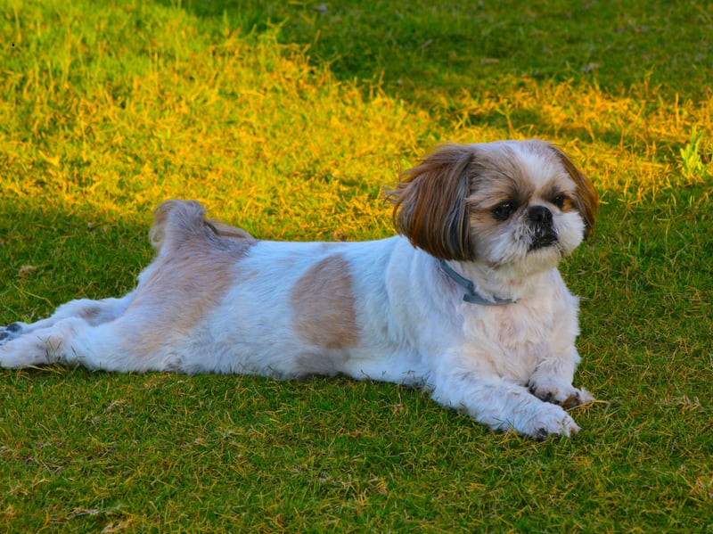 Shih Tzus are affectionate lapdogs that were bred for companionship. These sticky wee characters bond strongly with their people, and want to be as close to them as physically possible. Whether cuddling up on the couch or following you around as you do the housework, they are pretty much made of glue.
