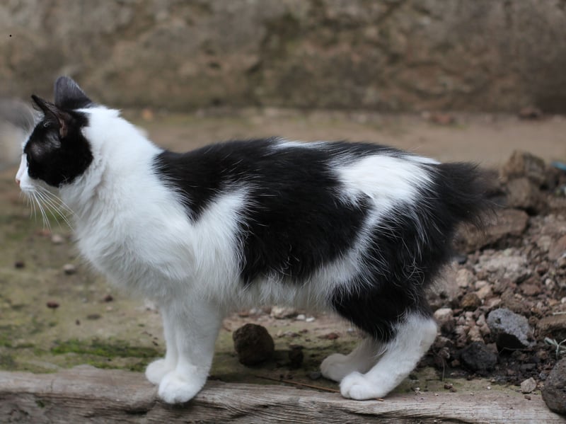 The Manx is a beautiful cat breed that is recognised by its stumpy and short tail. Sadly, this cat breed is prone to arthritis and 'Manx syndrome' which can cause spine problems and digestion issues.
