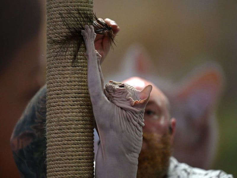 Hairlessness breeds like the sphynx, when severely wrinkled, are prone to skin problems, sunburn and have reduced insulation.
