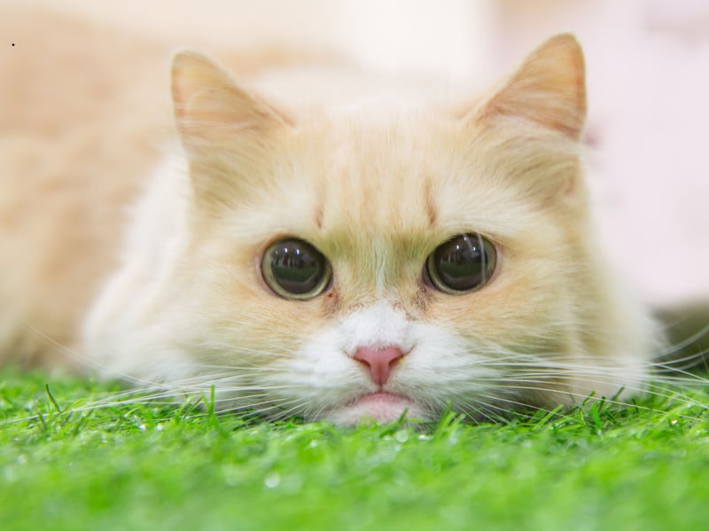 Munchkin cats have a form of dwarfism and suffer from joint deformities which can reduce their mobility (and ability to exhibit normal cat behaviour) and can lead to spinal problems and early onset arthritis