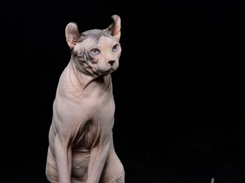 The Bully, also known as the Dwelf cat or Bambina, is the latest example of a breed with characteristics which impact welfare. A cross between a sphynx and a munchkin cat they suffer from physical deformities, including hairlessness and distorted limbs. These defects, particularly limb deformities (short bowed legs) and abnormal joints are not only painful, but also prevent these cats from carrying out normal behaviours essential for their welfare and their ability to live a good quality of life, such as restricting their mobility. 