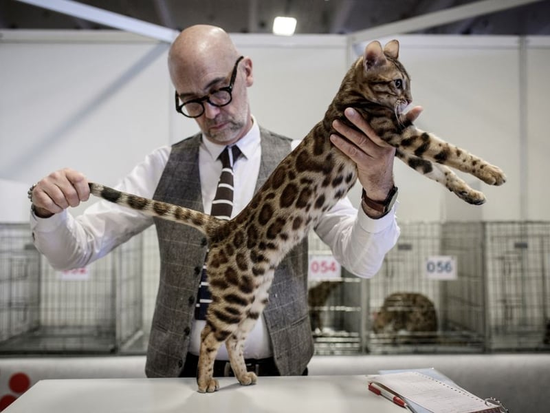 The gorgeous, fun-loving Bengal cat breed are known for their gorgeous markings and ability to climb, though some Bengal cats suffer from hereditary conditions such as knee and hips problems. As they have been created by breeding domestic cats with wildcats (the Asian Leopard Cat) they can also be aggressive and territorial.