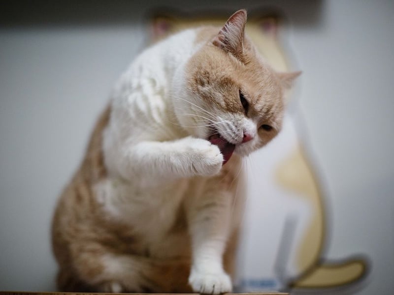 One of the oldest cat breeds, the British Shorthair is the most popular pet cat in its native Britain, accounting for nearly a quarter of pedigree pet cats. They are known for thier laidback nature, making them wonderful feline companions. The price for a kitten ranges from £800-£1,500.