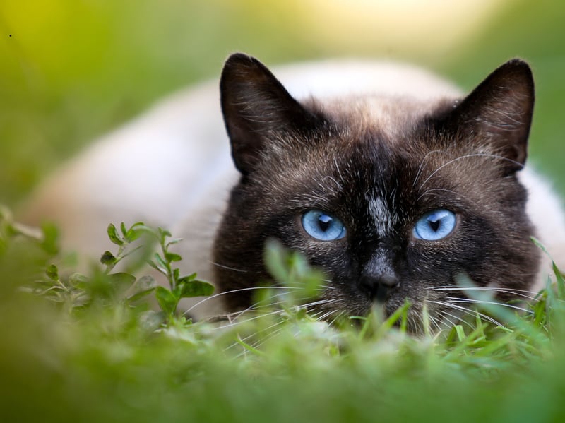 The distinctive Siamese breed are the chattiest felines in town - with a famously raspy voice. These cats will loudly tell you about anything theu are feeling - what they like, what they hate, if they're bored, hungry, grumpy...the list is inexhausible. All that talk will cost from £400-£1,000.
