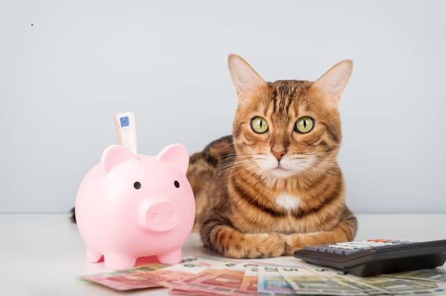 Some cat breeds are more affordable than others.