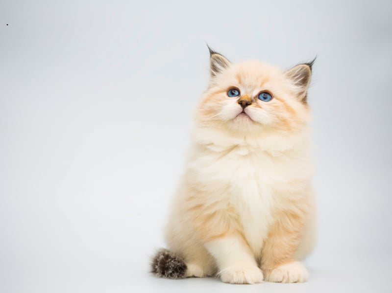 An ancient breed of cat from Russia, the Siberian was only officially recognised as a formal breed by cat registries in the early 2000s. It's the national cat of Russia and has a distinctive bushy tail. These characters range in price from £1,000 to a hefty £1,800.