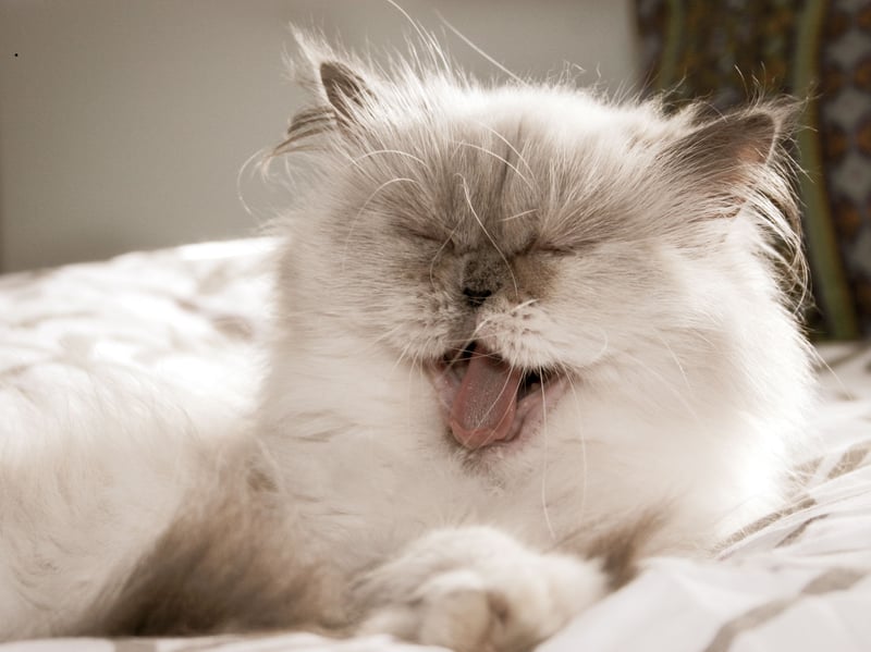It's thought that the Persian was first brought over to Europe from Afghanistan and Iran in the 19th century. Unfortunately, in common with other breeds with 'flat faces' they can suffer from Brachycephalic Obstructive Airway Syndrome (BOAS) which results in breathing and feeding problems. You should be looking to pay from £500-£1,500 for a pedigree Persian.