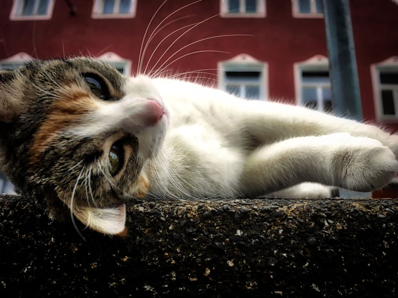 It's thought that over 90 per cent of Britain's cat population are not pedigree breeds - instead being adorable Moggies. That's the name give to any pet cat that has not been intentionally bred, meaning that they have no known lineage, consistent appearance or attributes. They are sometimes referred to as domestic short-haired cats or domestic long-haired cats depending on their coat. Interestingly these felines tend to be healthier than predigrees, with longer lives. They won't break the bank either - you can tend to adopt one from charities like Cats Protection for around £50-£100.