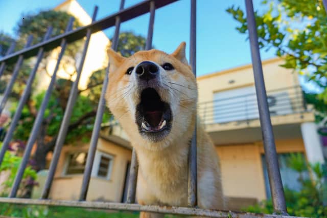 Some dogs are more likely to show aggression than others.