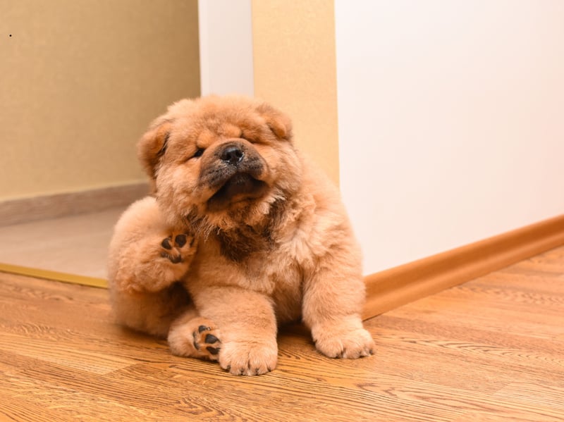 The huge Chow Chow is another dog that should only be considered by experience dog owners. It is a breed that has a dominant personality which can turn to aggression to assert that dominance.