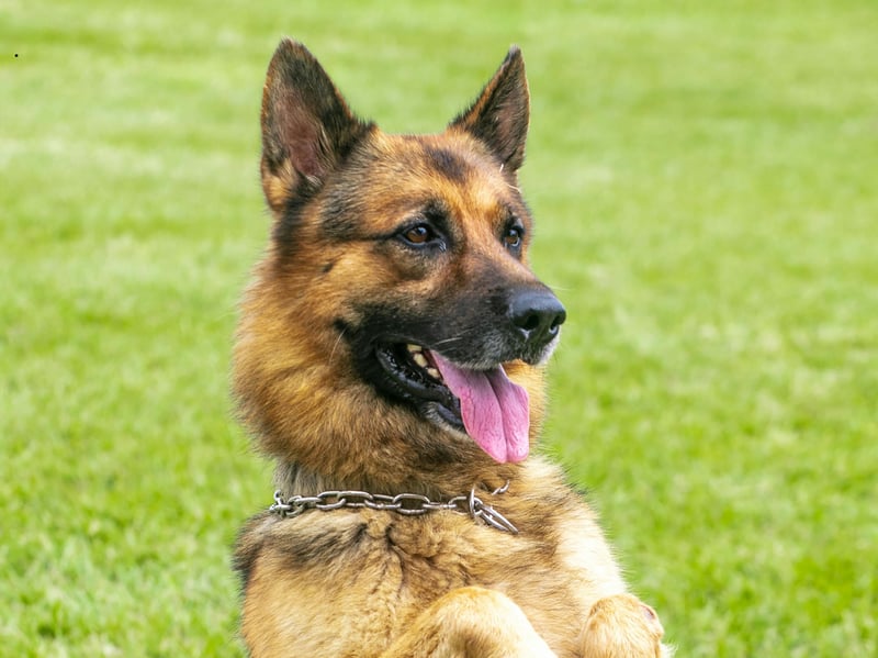 Aggression isn't always a bad thing in a dog - the German Shepherd's temperament means that it excels as a forces dog, police dog and guard dog. While it's not a dog to get on the wrong side of, if the aggression is channelled in the right way it can be a great pet that is sure to protect its beloved family. 