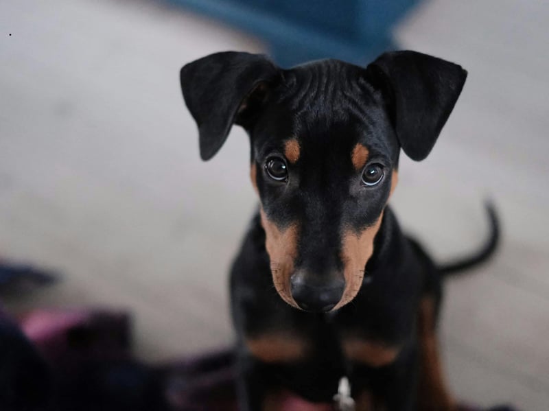 Dobermanns are usually fiercely loyal to their owners but that can also result in signs of aggression to strangers. Early socialisation is a must with this muscular breed.